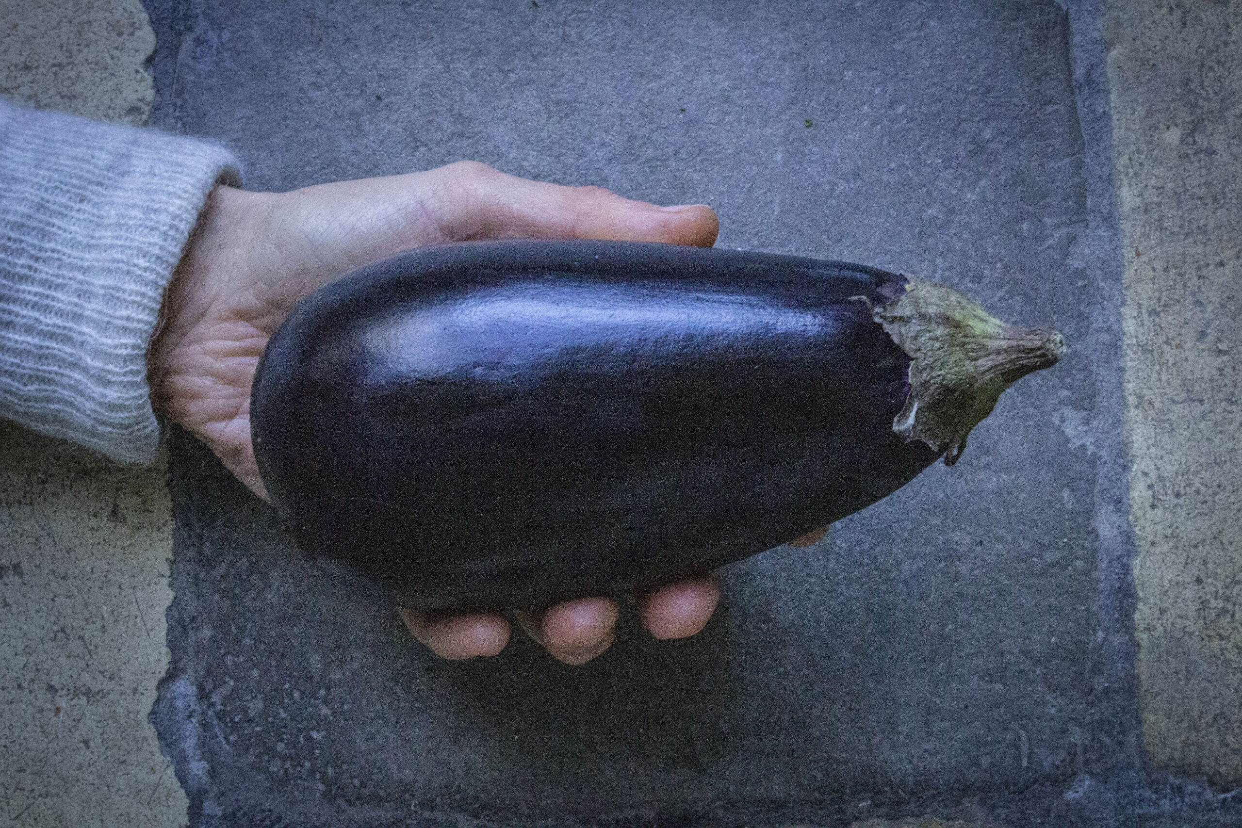 Dyrkning af aubergine