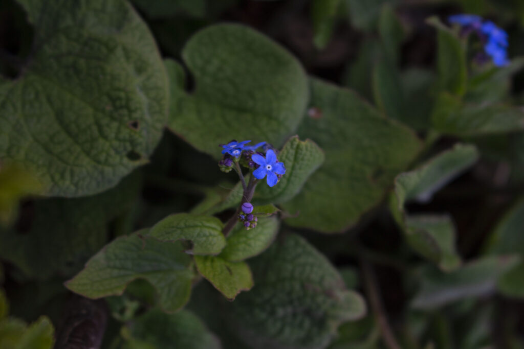 Flere sorter & arter af Brunnera macrophylla