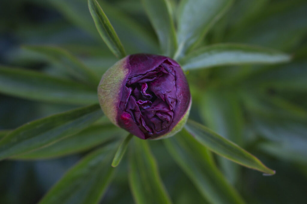 Sæt dit eget præg på havens udseende med de blomster og farver, du bedst kan lide.
