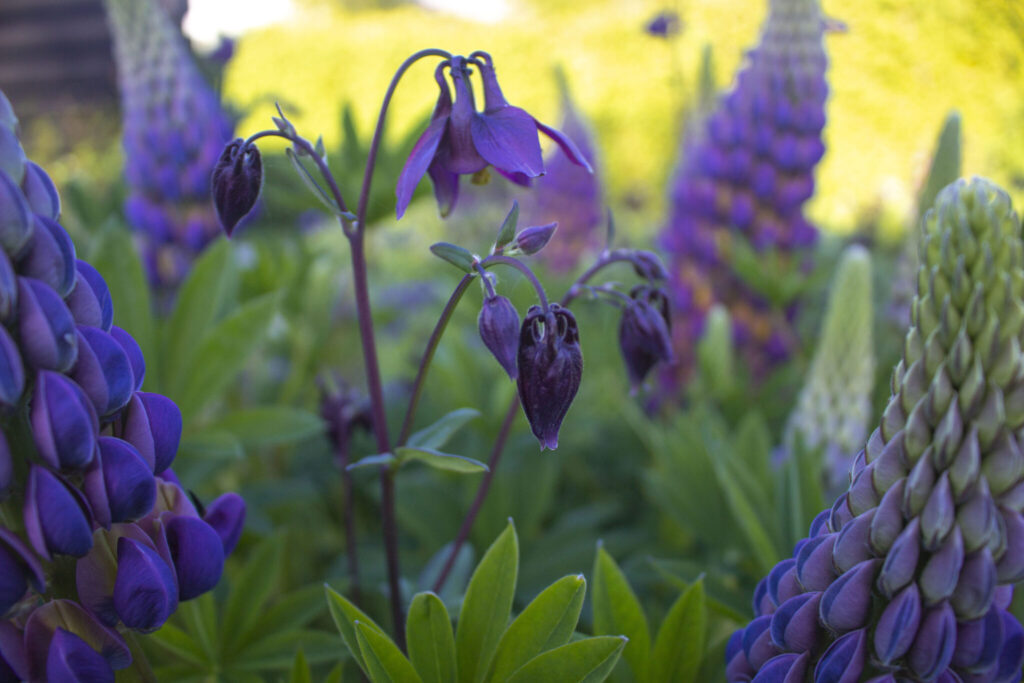 Glæd dig over lupin i haven