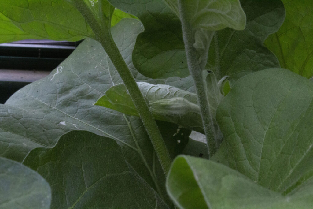 Gør aubergineplanten klar til overvintring