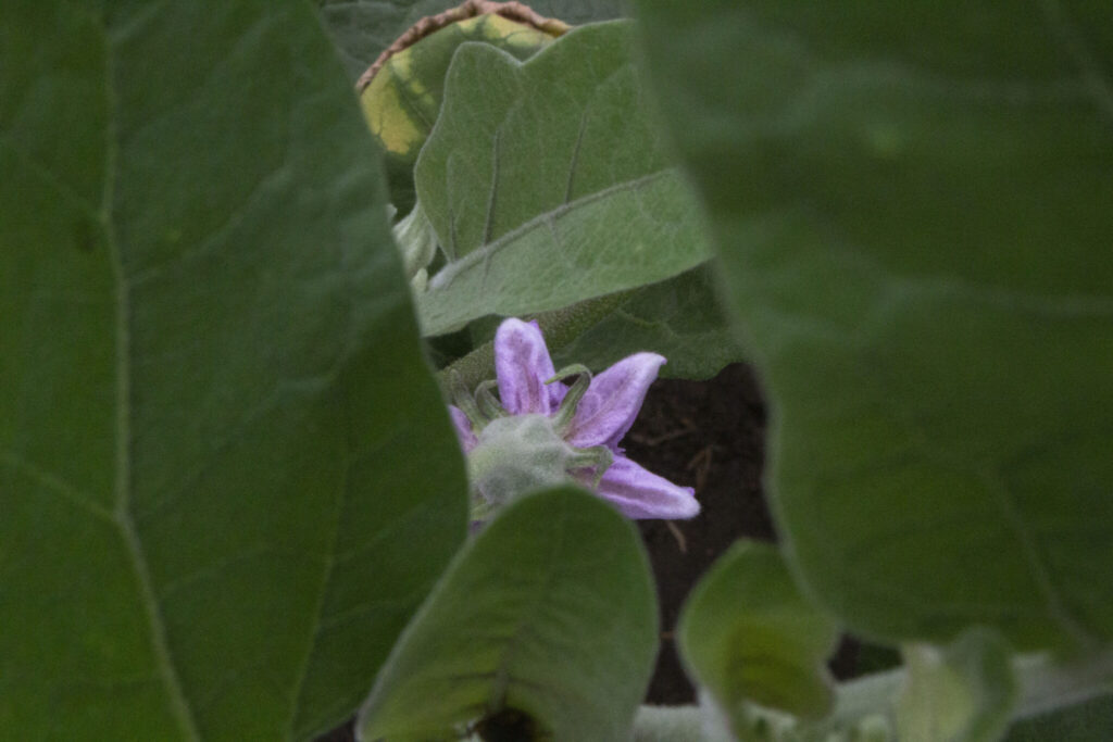 Husk at knibe sideskud og blomster