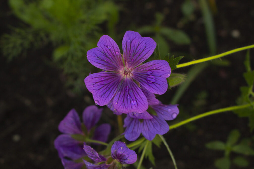 Storkenæb er et godt bunddække, som blomstrer længe.