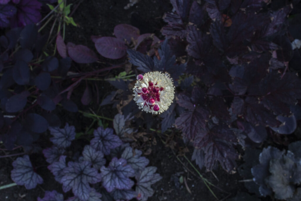 Sølvlys har mørke blade og får høje, hvide blomsterspir.