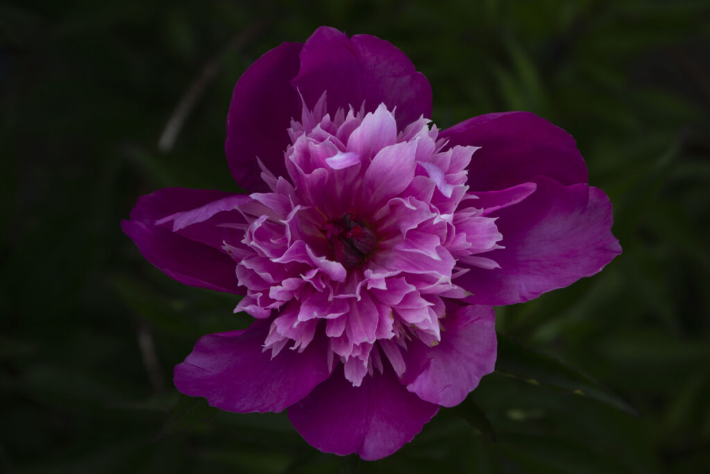 Pæoner hører til staudebedets dronninger.