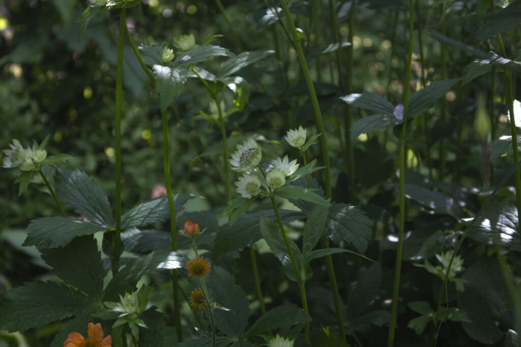 Stjerneskærm kan både være lys og mørk, men den hvide her gør bedet luftigt.