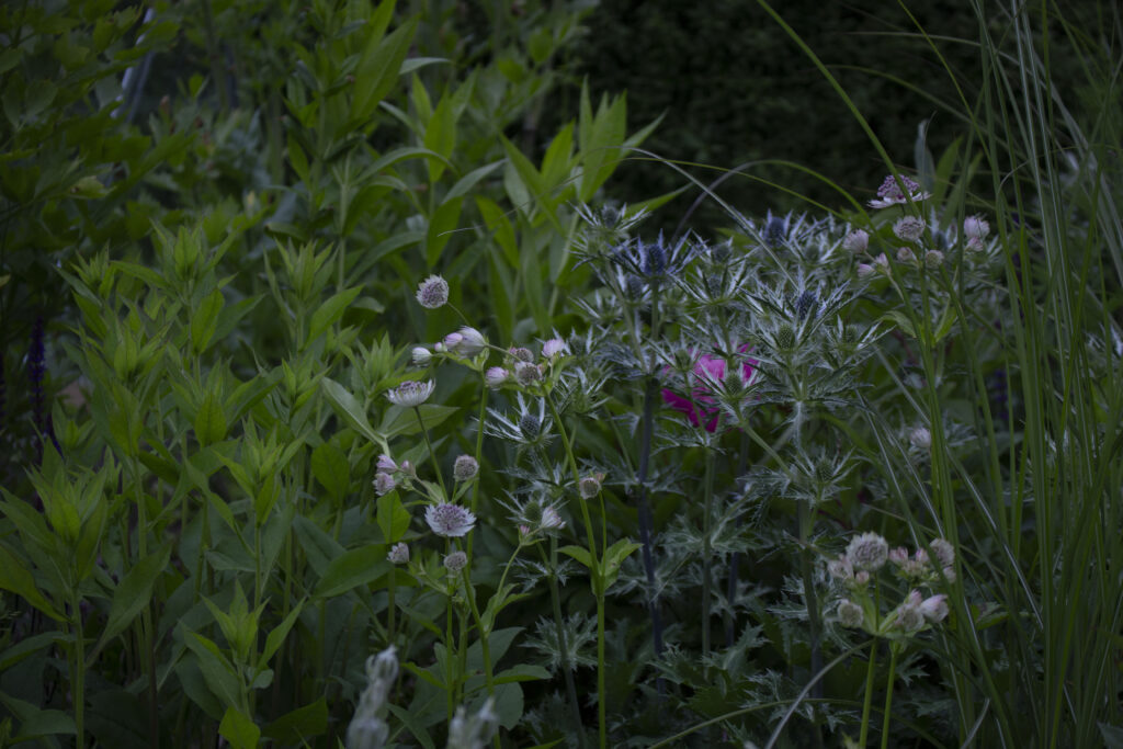 Placeringen har stor betydning for, hvordan blomsterne trives i bedet.