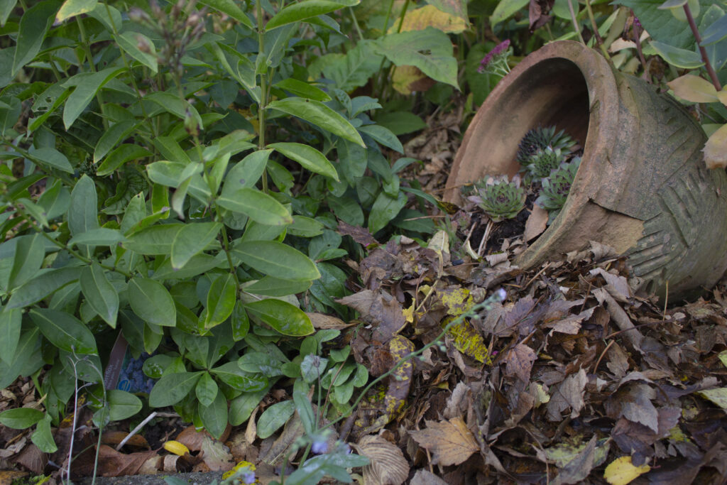 Brug bladene som jorddække i efteråret.