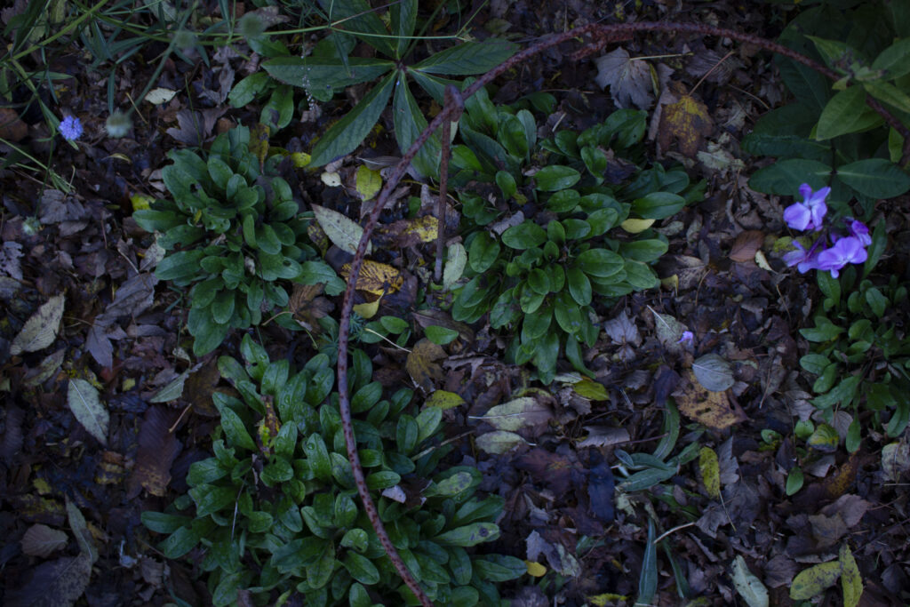 Bladene er med til at beskytte stauderne, når det bliver koldt.