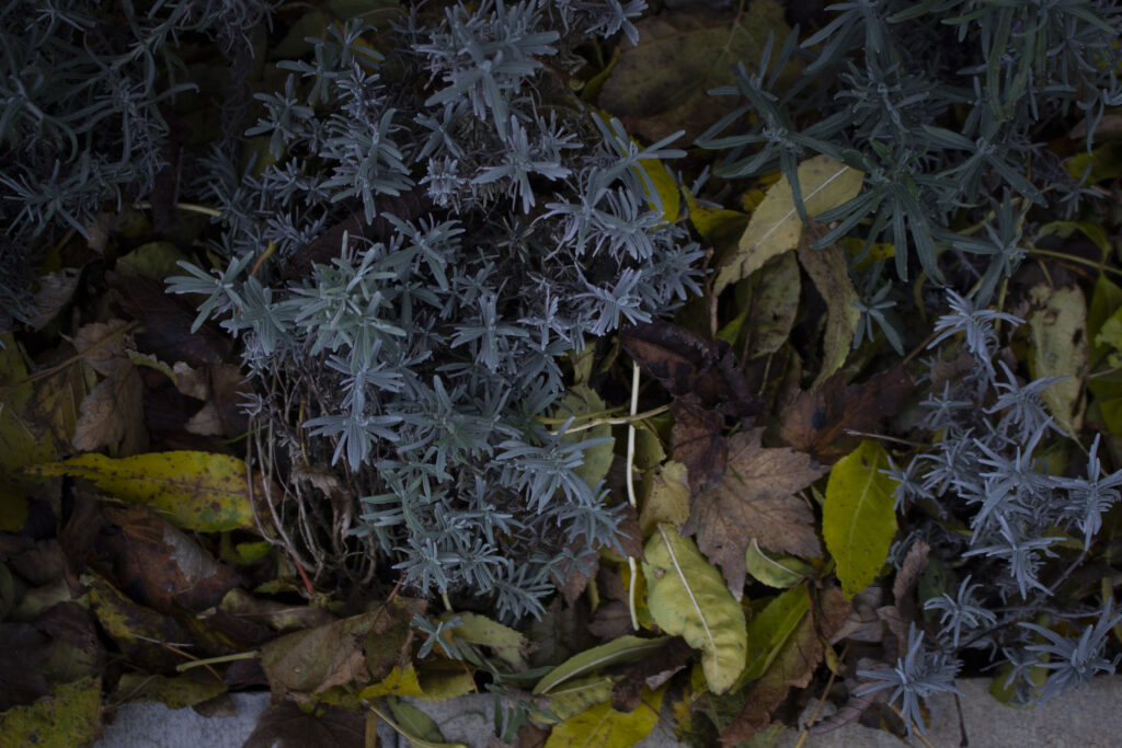 Efterårsbladene formulder gennem vinteren og bliver omsat til næring.