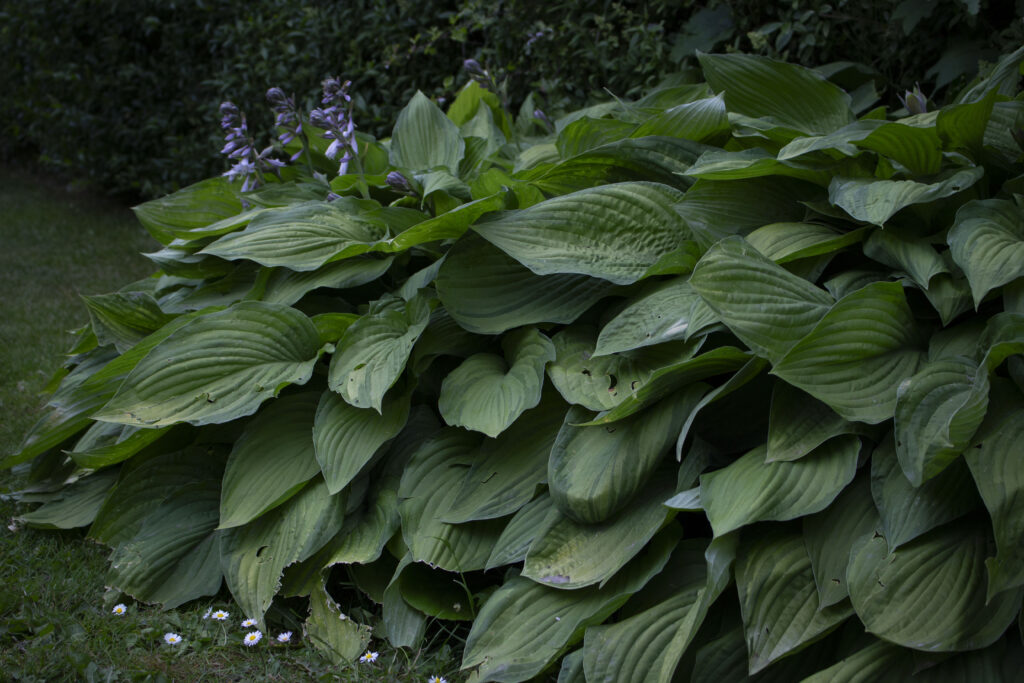 Vælger du kun én hovedfarve i bedet, får det et roligt udtryk, der kaldes ”tone i tone”.