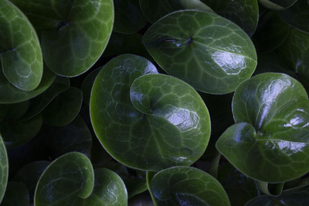 Hasselurt er et sødt, grønt bunddække.