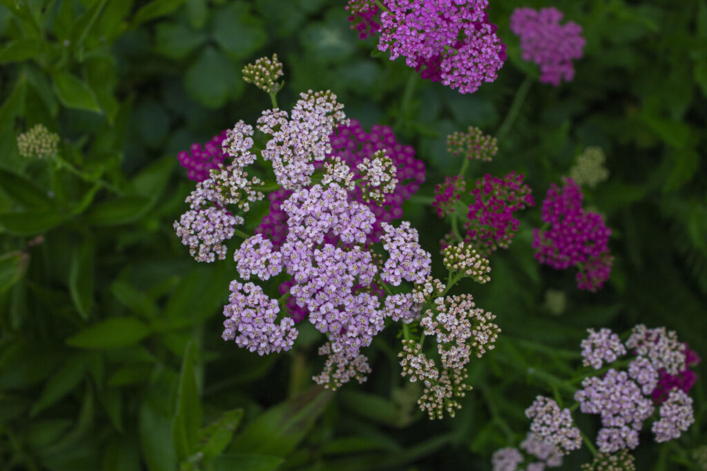 Røllike trives i tør jord.