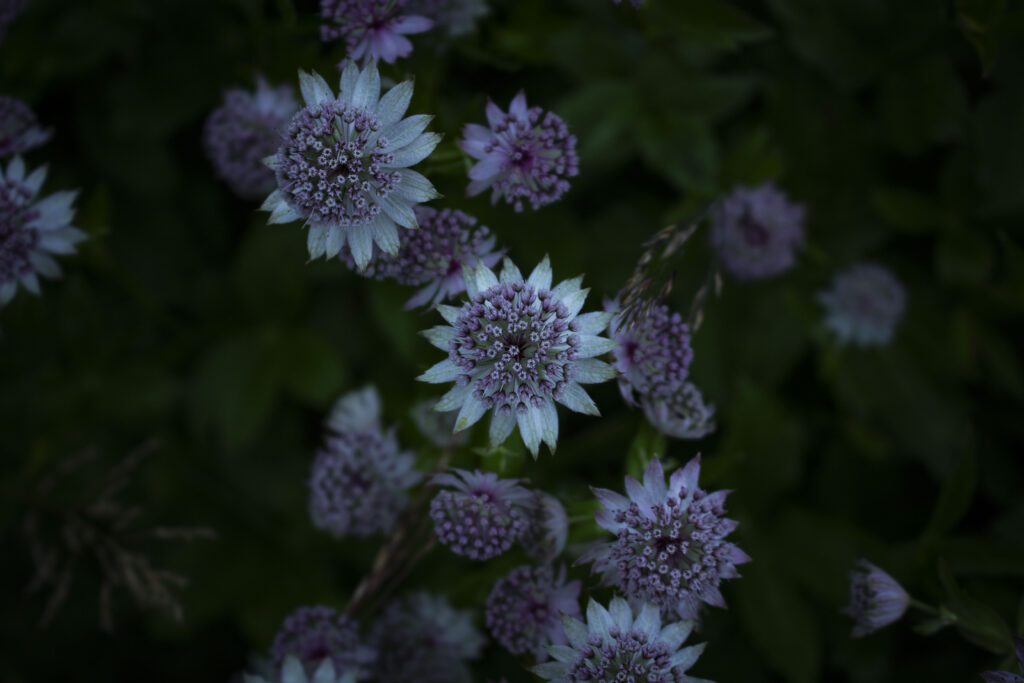 Stjerneskærm har blomster, der som navnet afslører, ligner stjerner.