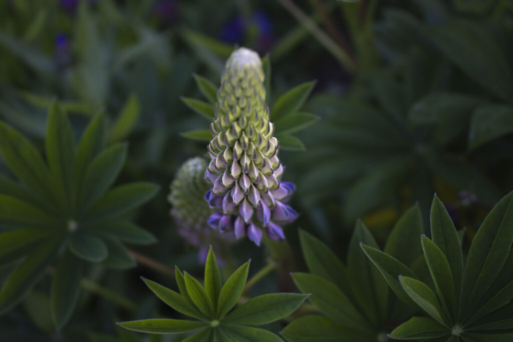 Lupin