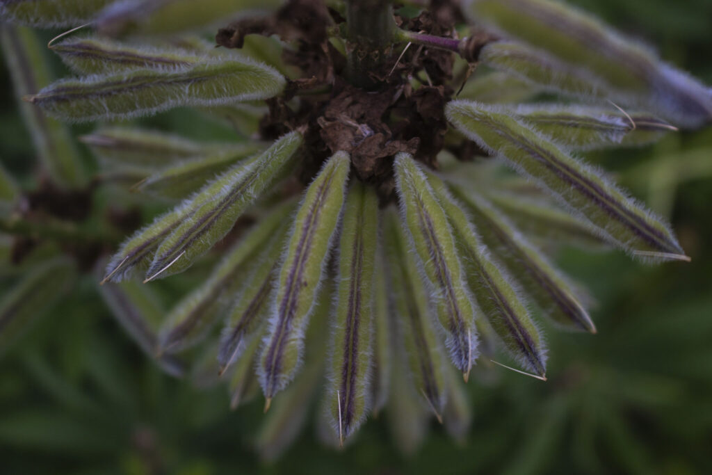 Pas på de invasive planter