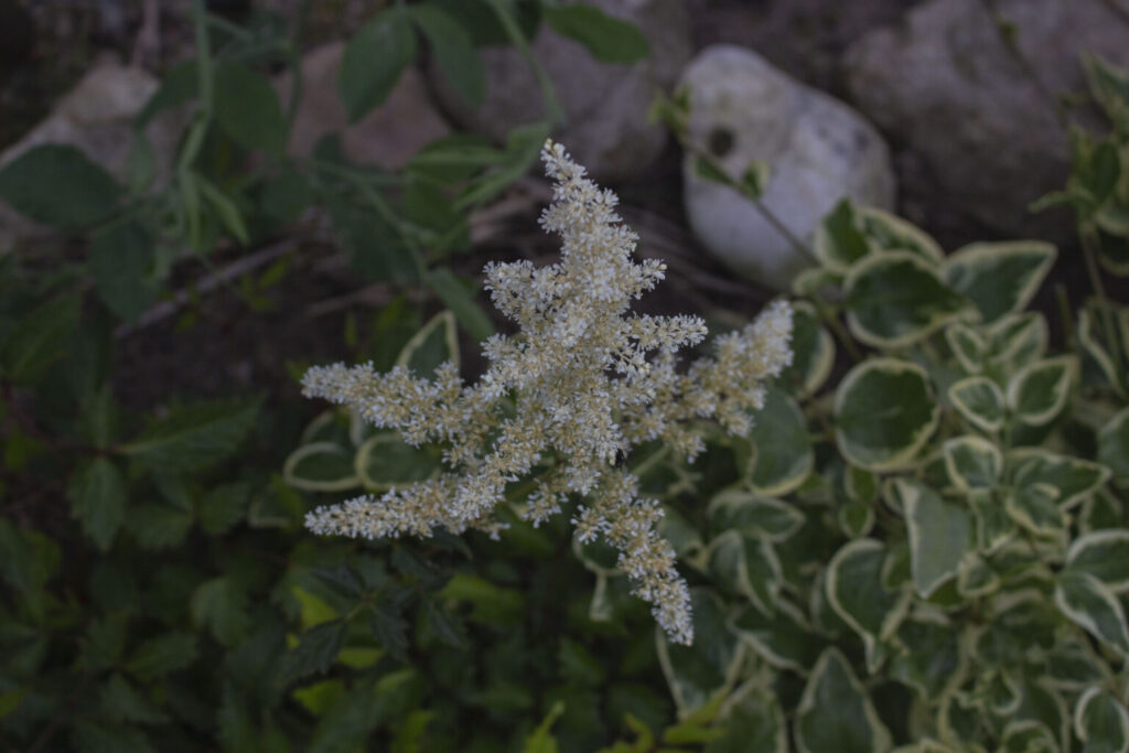 Jorddækning i staudebedet sætter en stopper for spirende ukrudt.
