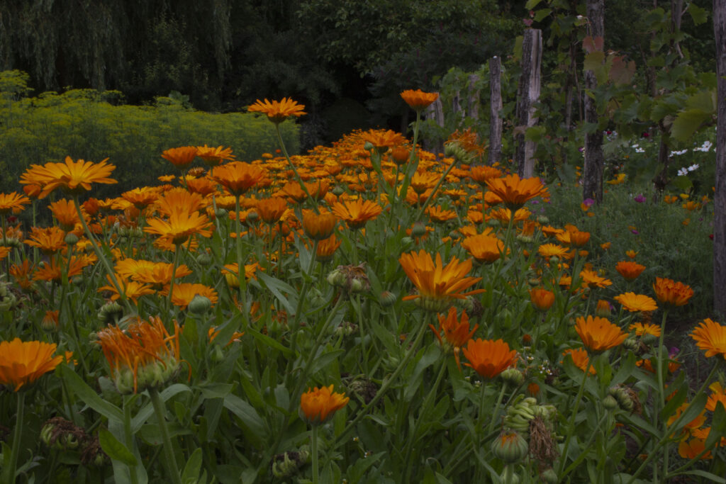 Blomsterne er spiselige og kan bruges som pynt på desserter.