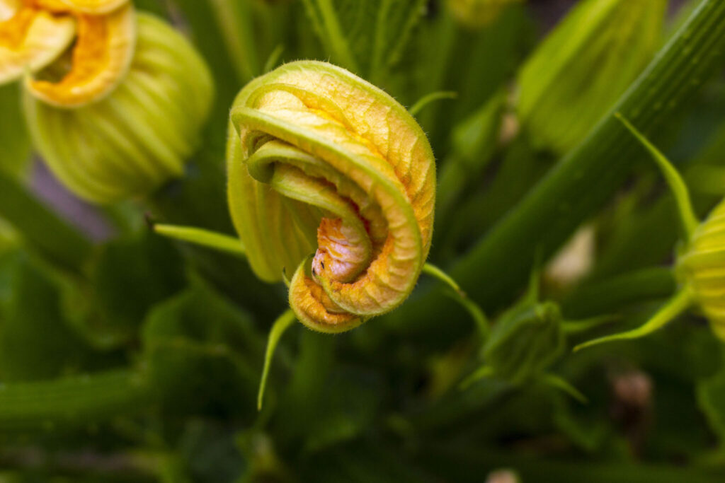 Blomsterne er også spiselige.