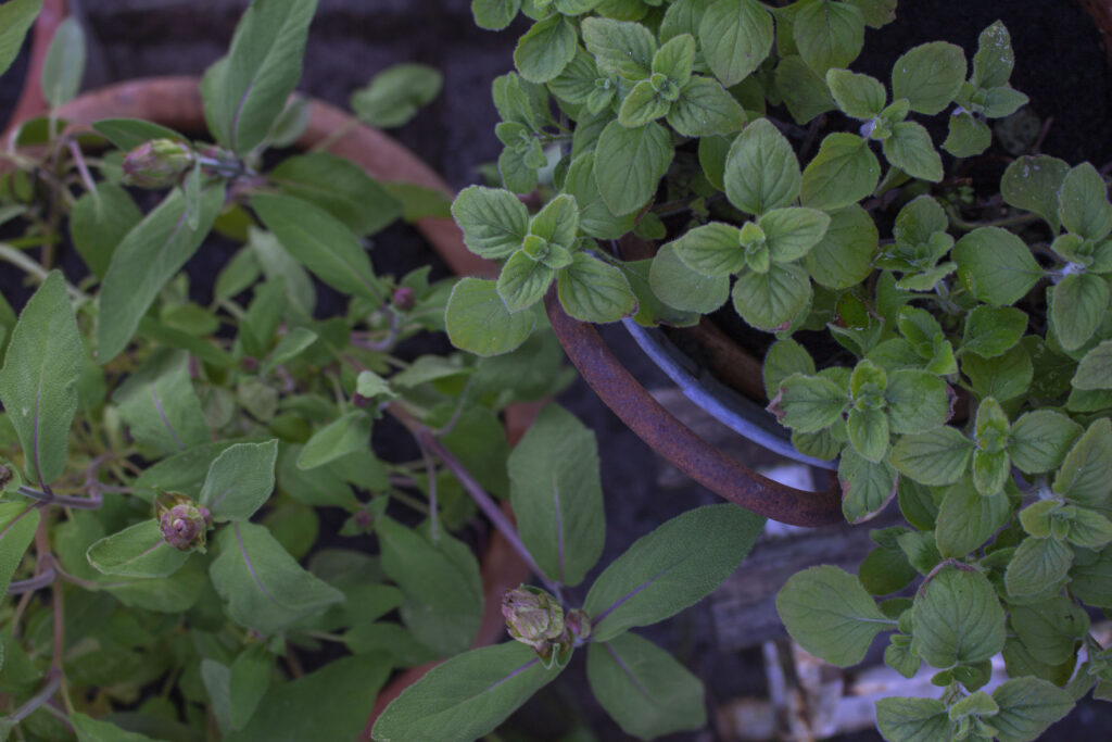 Oregano og salvie vokser sammen i krukker.