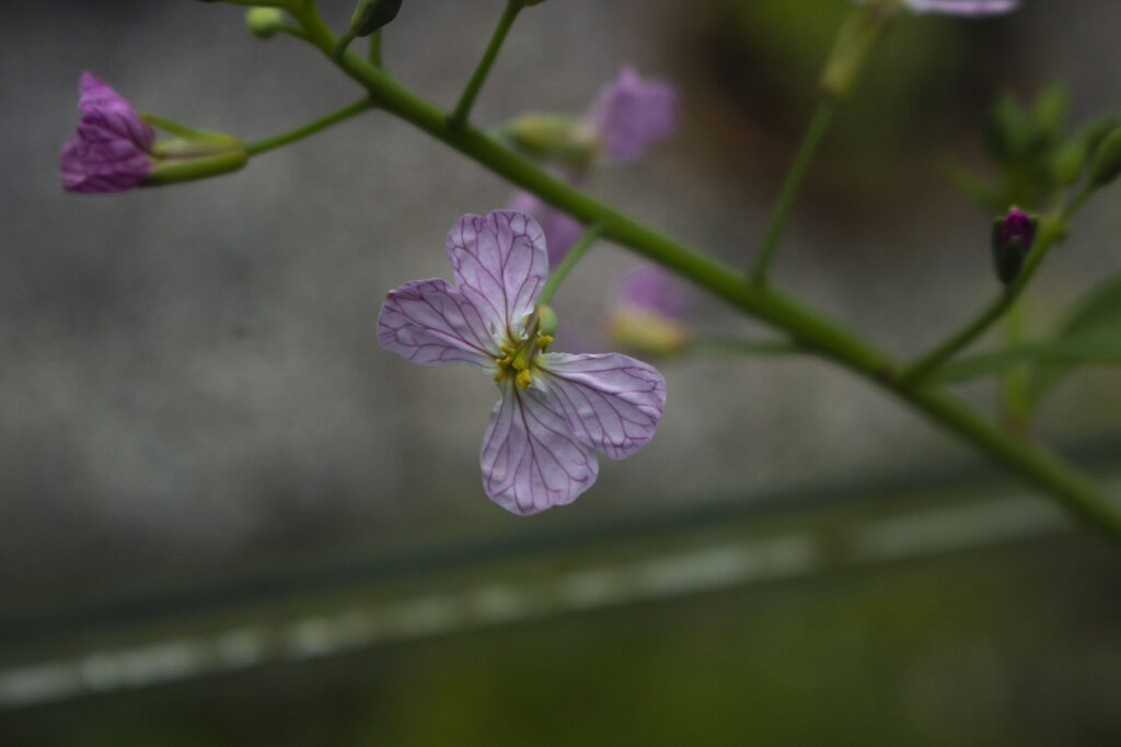 Radiser går i stok, og sætter blomster, hvis ikke du når at høste dem.