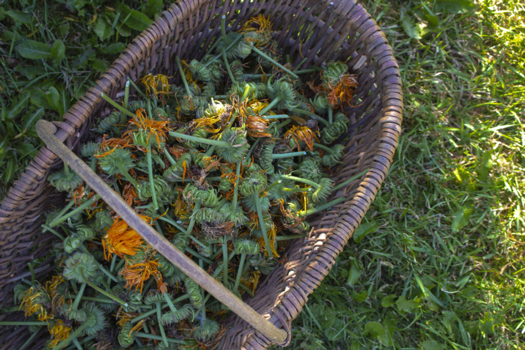 Du kan samle frøene efter blomstring og plante dem til foråret.