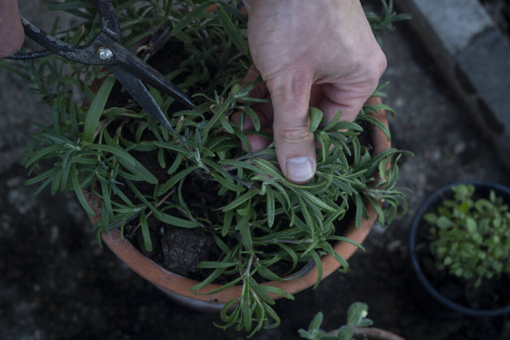 Friskplukket rosmarin har en kraftig smag og duft.