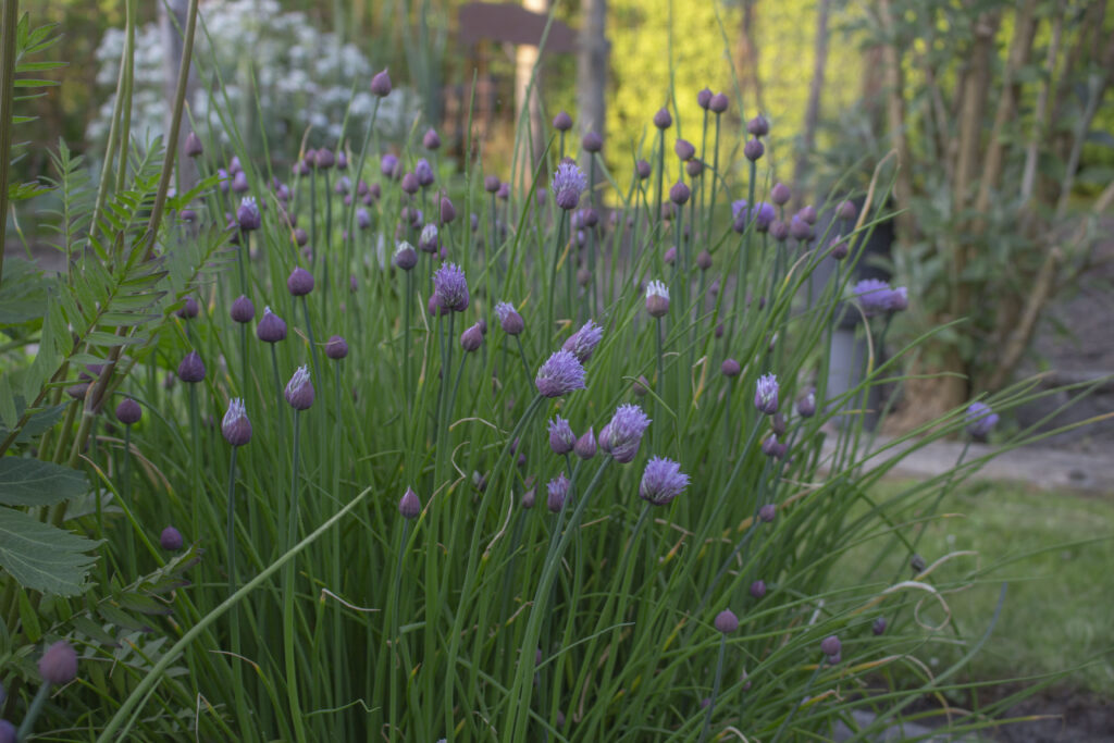 Purløgsblomsterne kan spises eller bruges i syltelager.