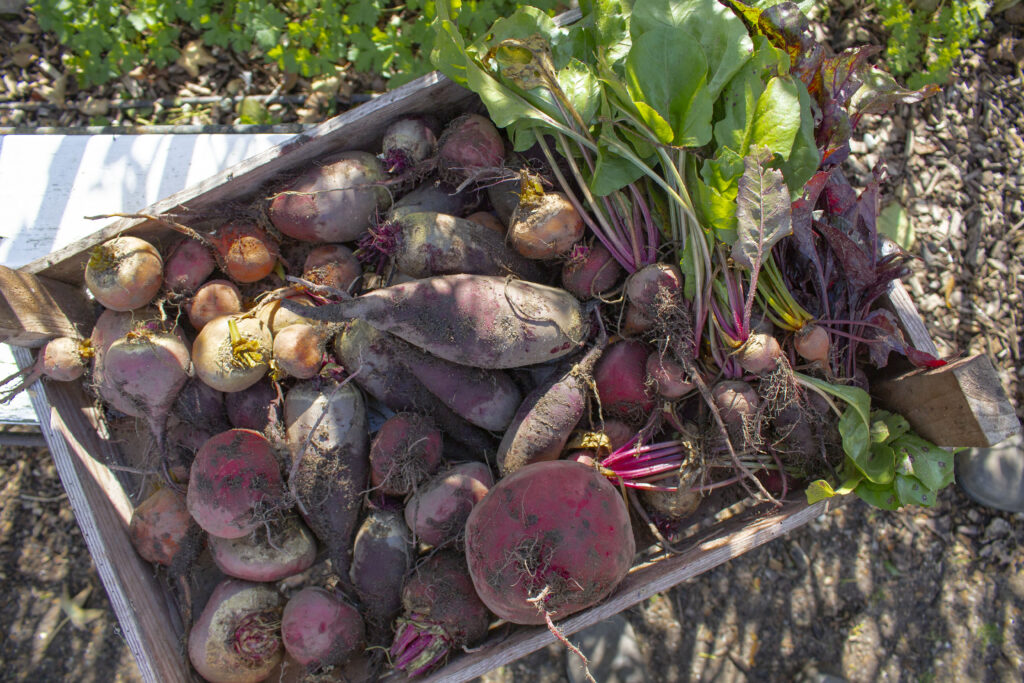 Frisk fra køkkenhaven.