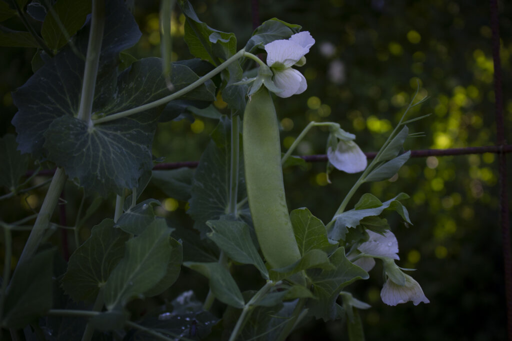 Der findes flere sorter og nogle kan endda have andre farver end grøn.