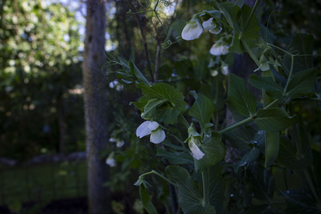 Ærter er smagen af sommer.