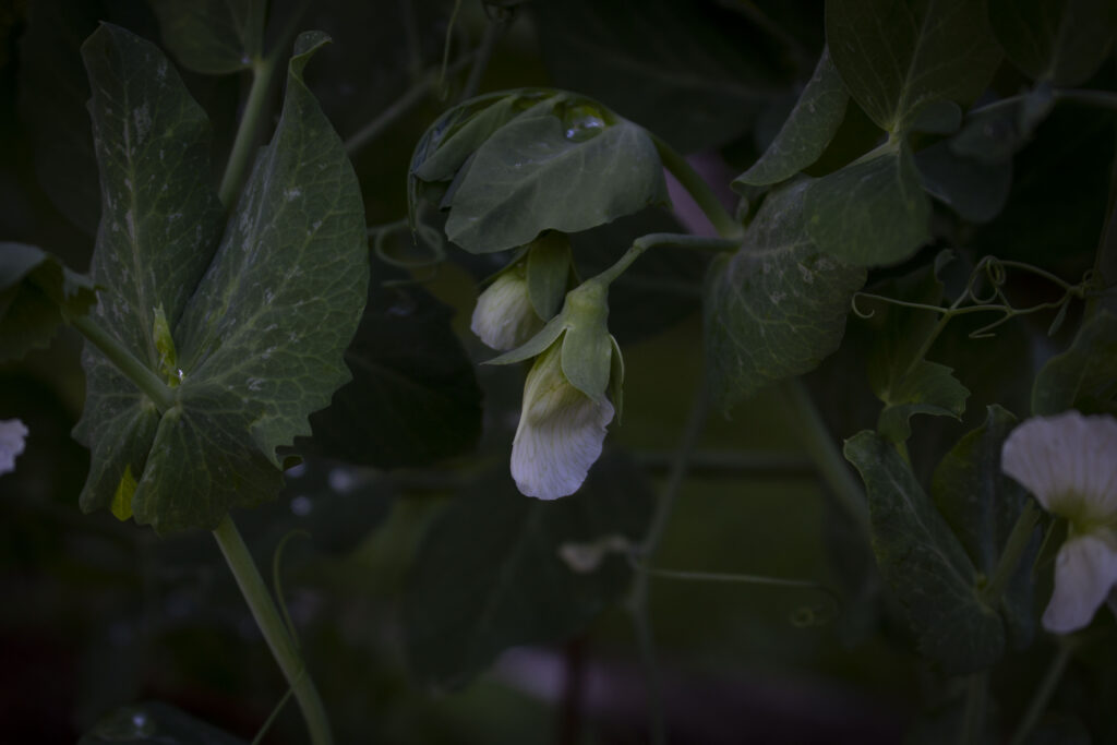 Ærteblomsterne er meget flotte.