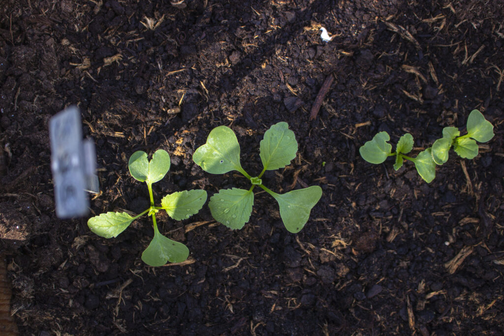 Små radiser på vej op af jorden.