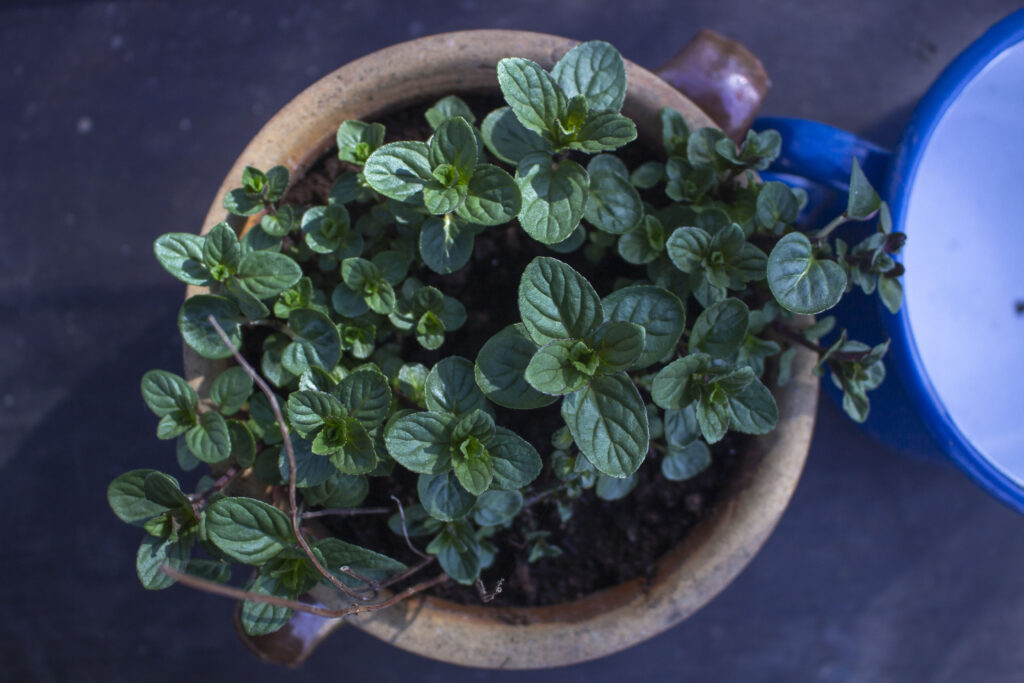 Mynte breder sig og kan derfor være god at dyrke i krukke.