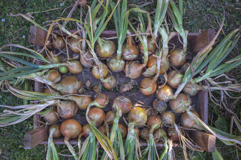 Løgene er høstet, og skal tørre, inden de kan gemmes til vinter.
