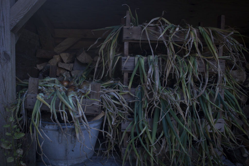 De tørrer bedst et sted med god luftgennemstrømning.