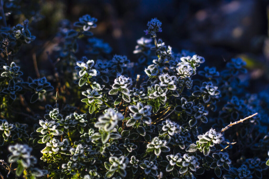 Timian er vinterhårdfør, så du kan nippe skud af planten, selvom det er frost.