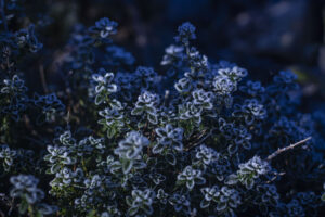 5 nemme krydderurter der kan overvintre