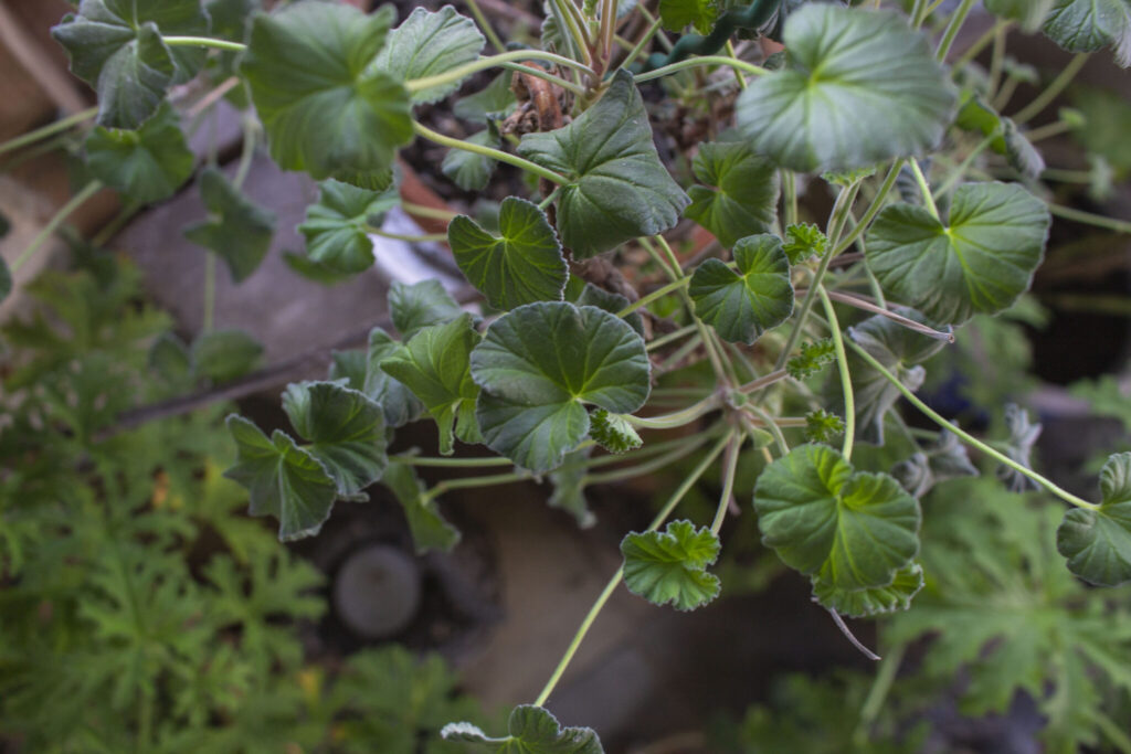 Beskæring af pelargonier