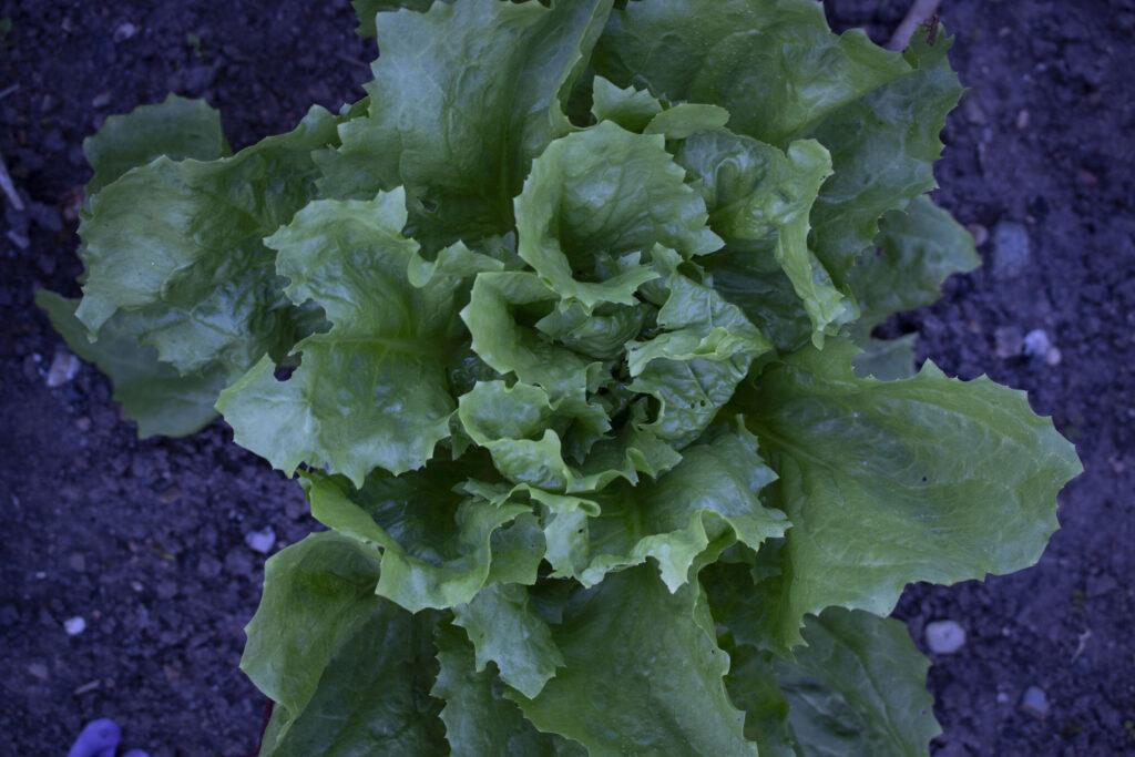 Dyrkning af salat på friland