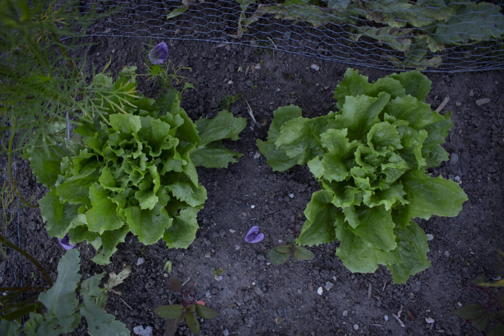 Dyrkning af salat på friland