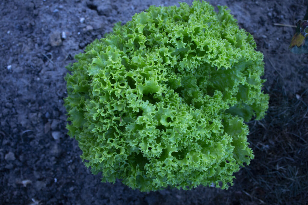 Dyrkning af salat på friland