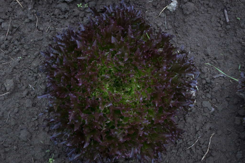 En snak om sorter​