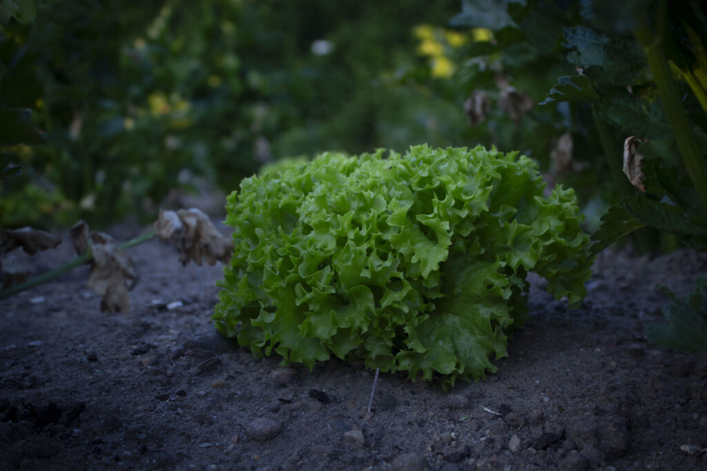 En snak om sorter​