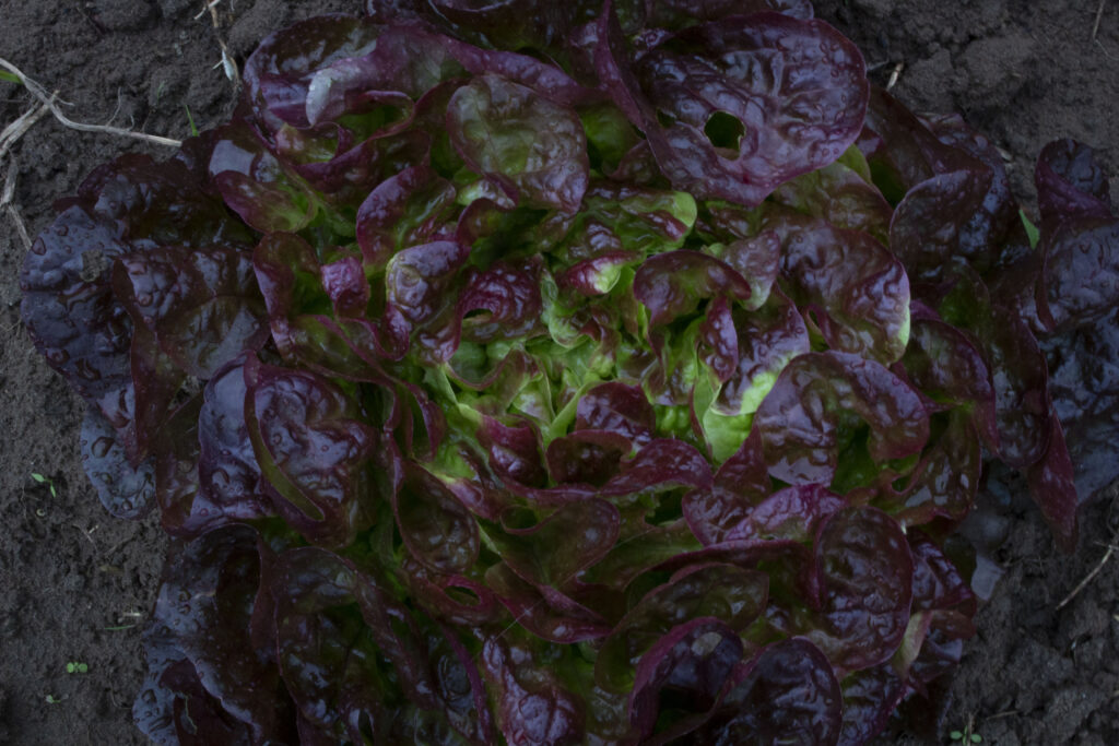 En snak om sorter​