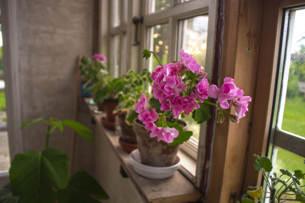 Få pelargonier i krukker