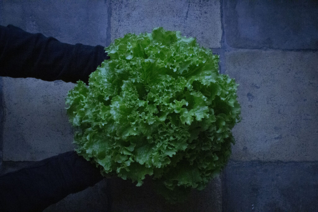 Høst og opbevaring af salat