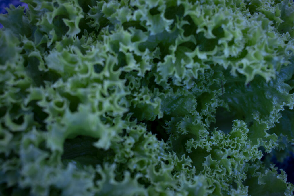 Høst og opbevaring af salat