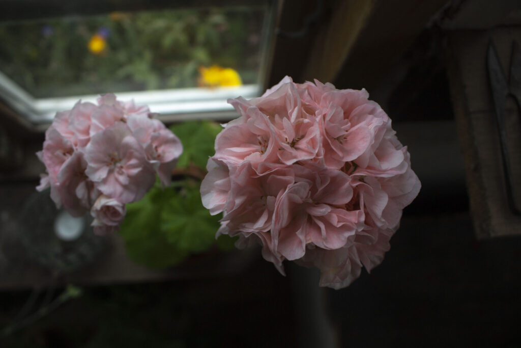 Husk gødning til pelargonier
