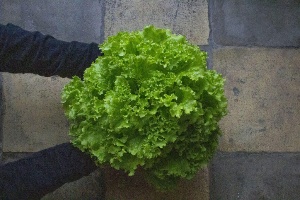 høst og opbevaring af salat